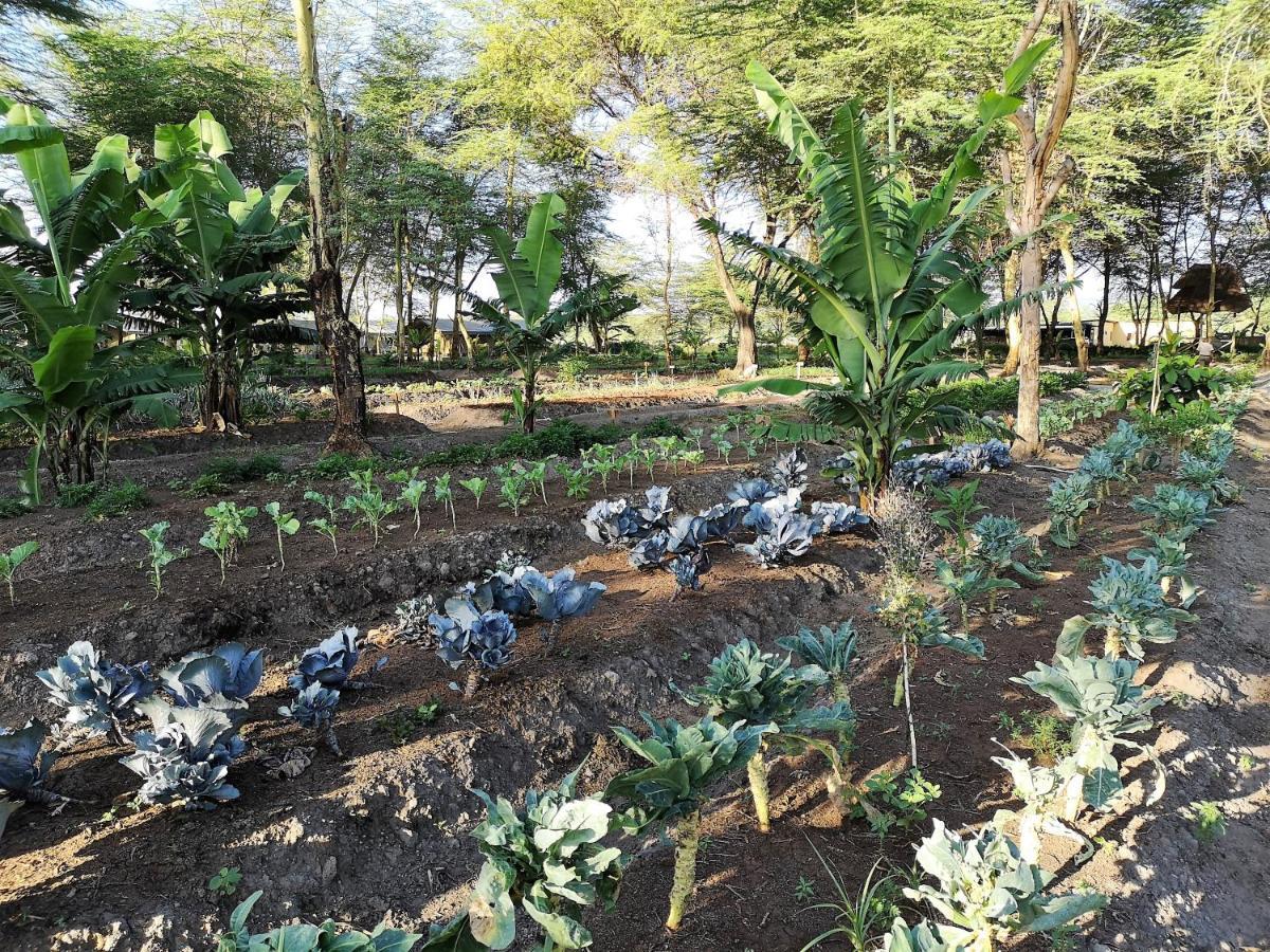 Africa Safari Camping Mto Wa Mbu Bagian luar foto